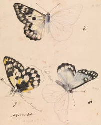 Holzweißer Schmetterling, Delias aganippe